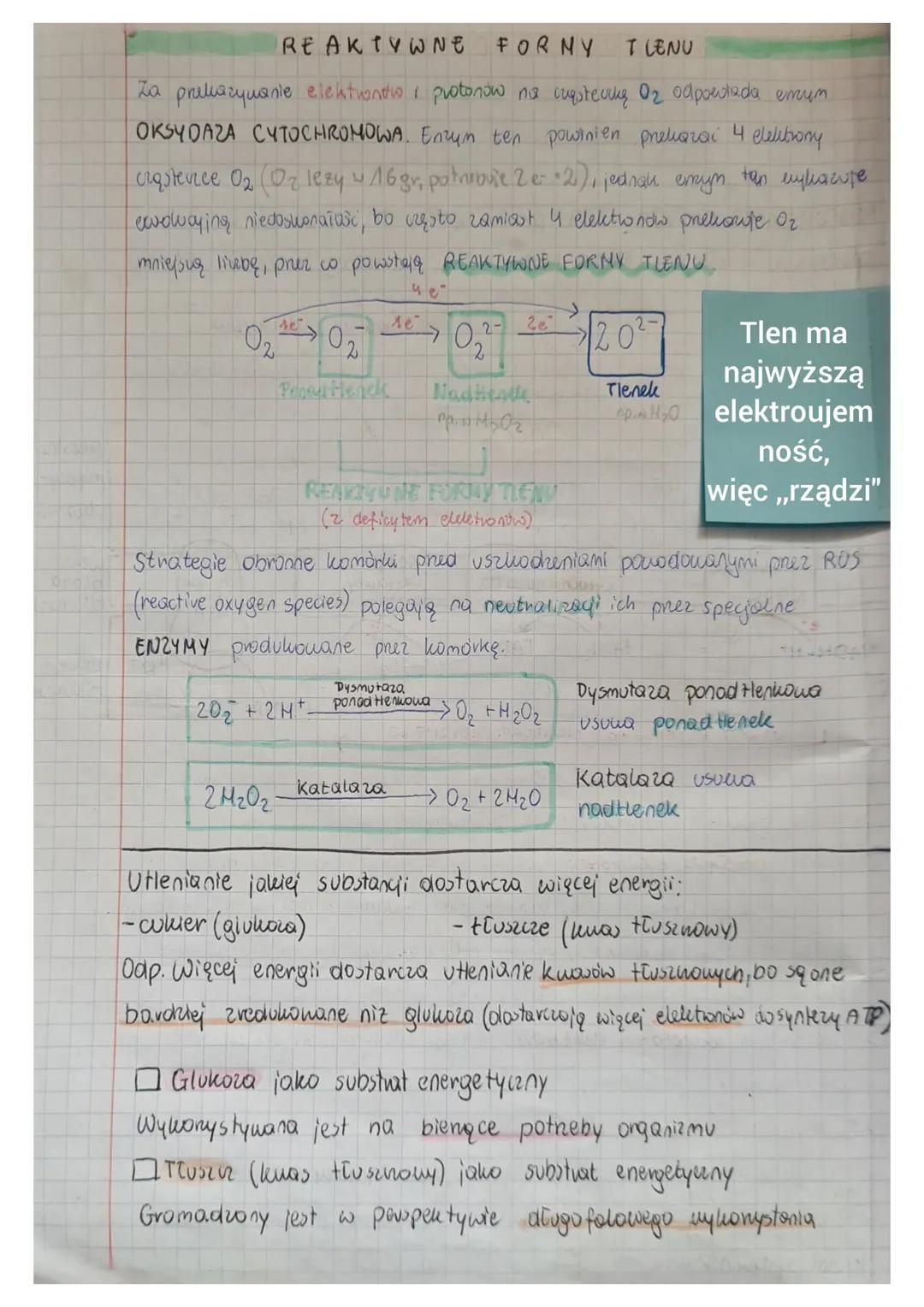 CYKL MOCZNIKOWY
① transport glutaminianu w postaci glutaminy i alaniny
do komórek wątroby za pośrednictwem krwi
② DEAMINACJA OKSYDACYJNA i t