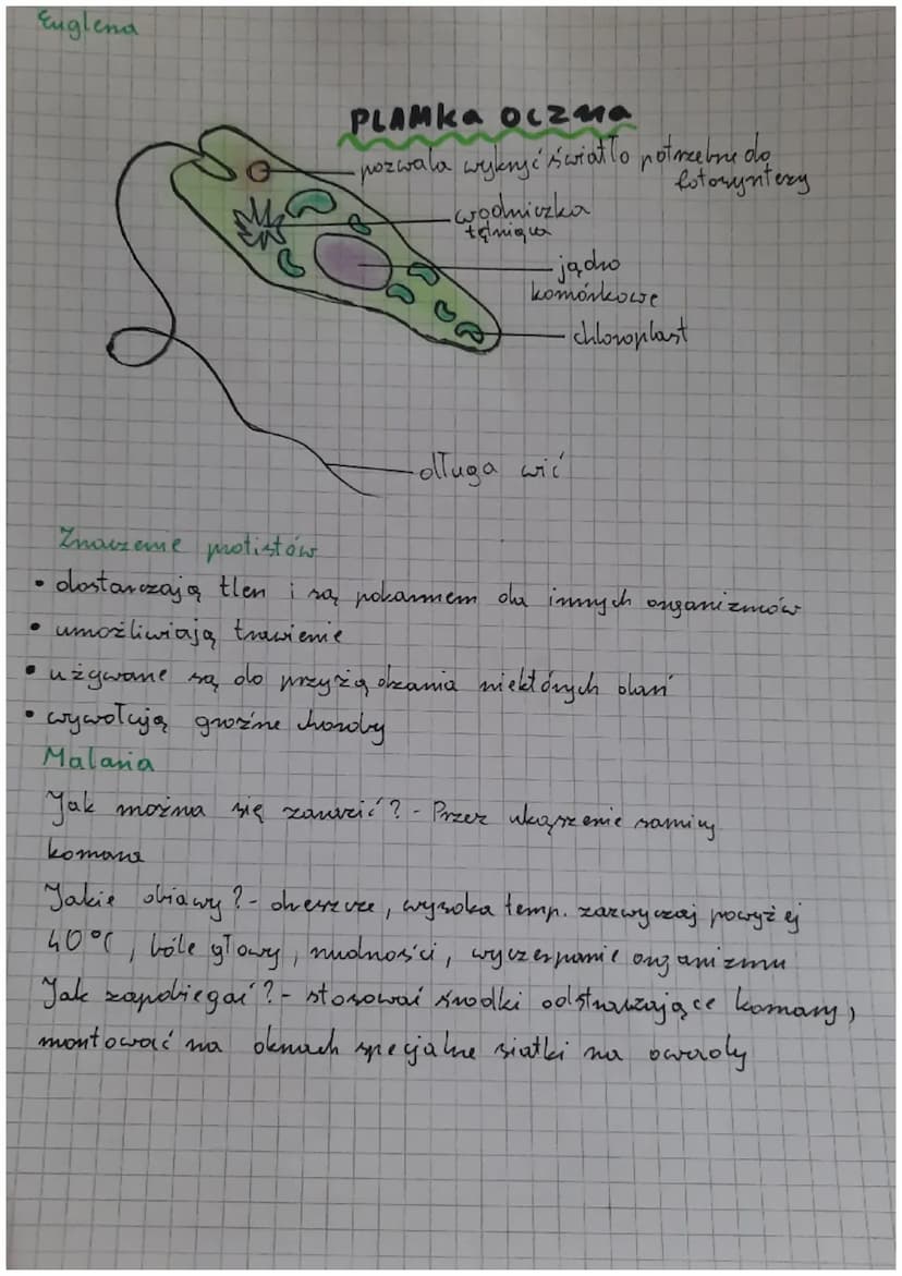Biologio
klasa V obciał 111
!!!
mycomm.com
Cahy protistów
Mają komórke rostinną, grzybową lub zwierzę wa
Są samoz ywne lub inozożywone
- Odd