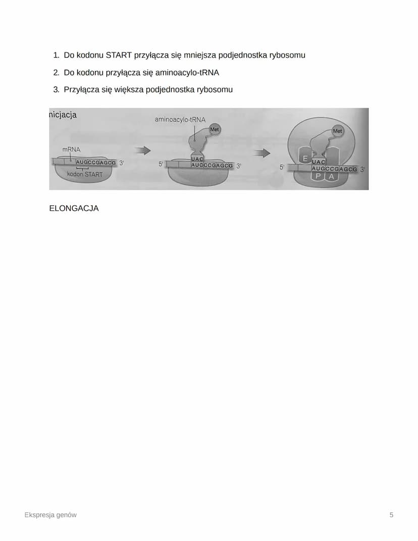 Ekspresja genów
Ekspresja genów - procesy prowadzace do odczytania informacji genetycznej zawartej
w genie, czut powstania kodowanego prez g