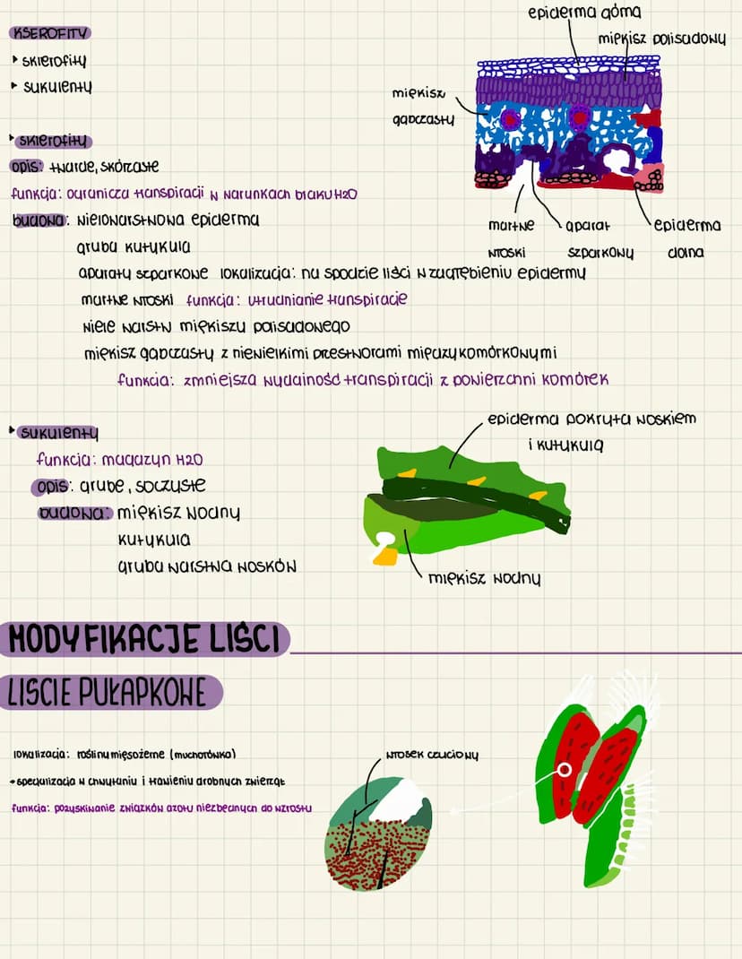 BUDOWA I FUNKCJE LISCI
Lisce-organ Negeta+uNny Nohoutycy N SKTaa peau.
funkcie: Nytwarzanie CNiacków organicznych
N Drocesie fotasyntery
Han