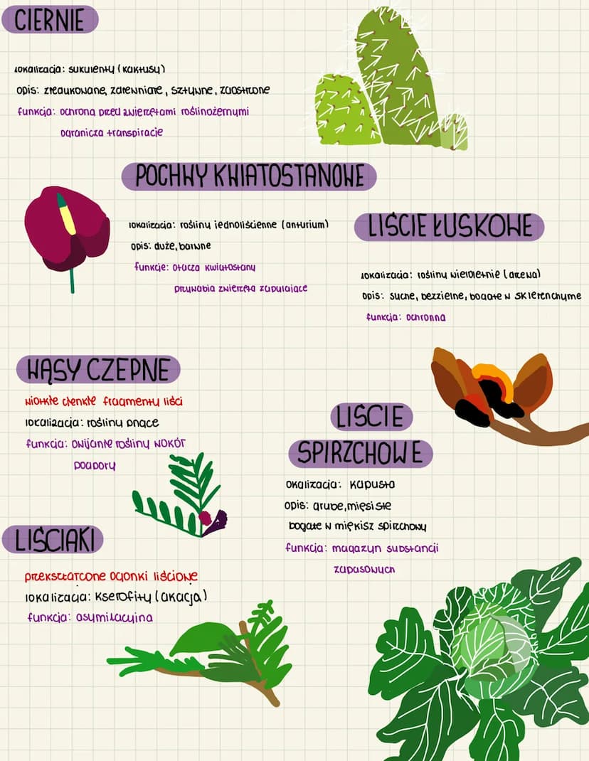 BUDOWA I FUNKCJE LISCI
Lisce-organ Negeta+uNny Nohoutycy N SKTaa peau.
funkcie: Nytwarzanie CNiacków organicznych
N Drocesie fotasyntery
Han