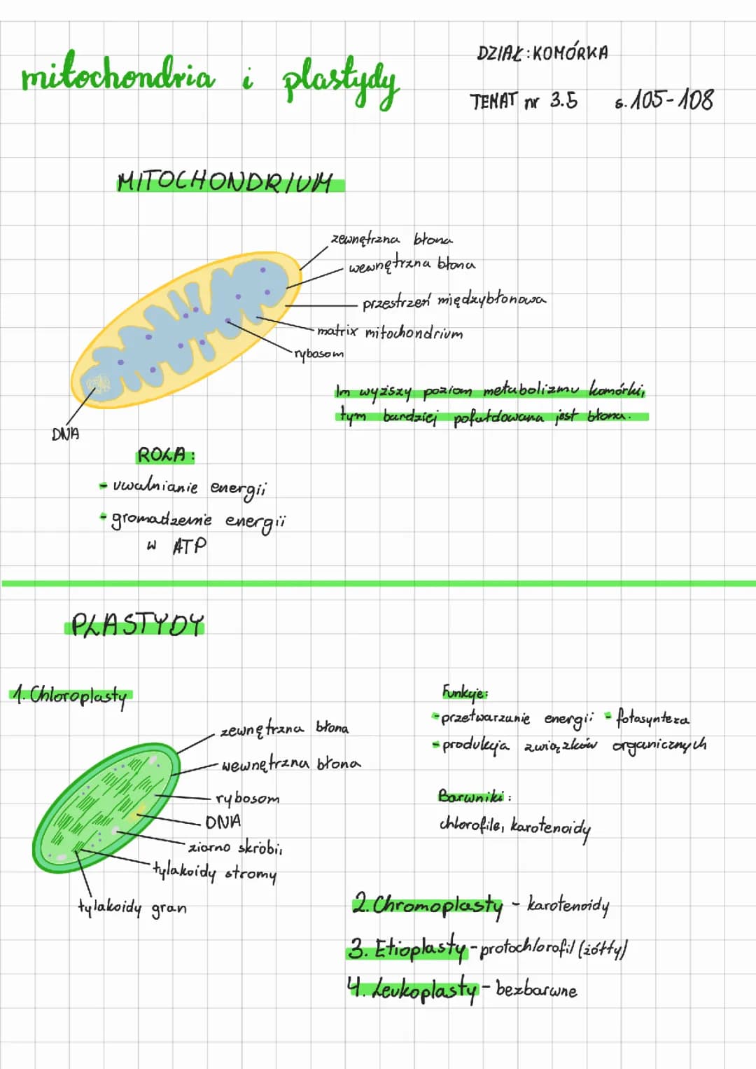 Mitochondria i plastydy 