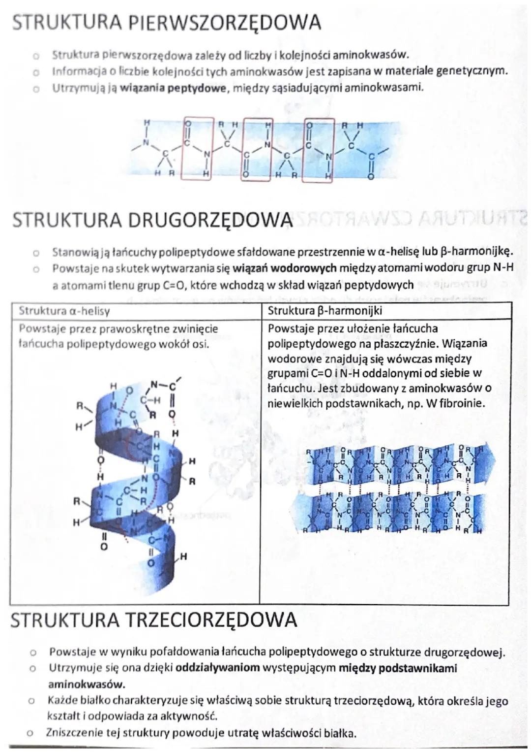 STRUKTURA PIERWSZORZĘDOWA
Struktura pierwszorzędowa zależy od liczby i kolejności aminokwasów.
o Informacja o liczbie kolejności tych aminok