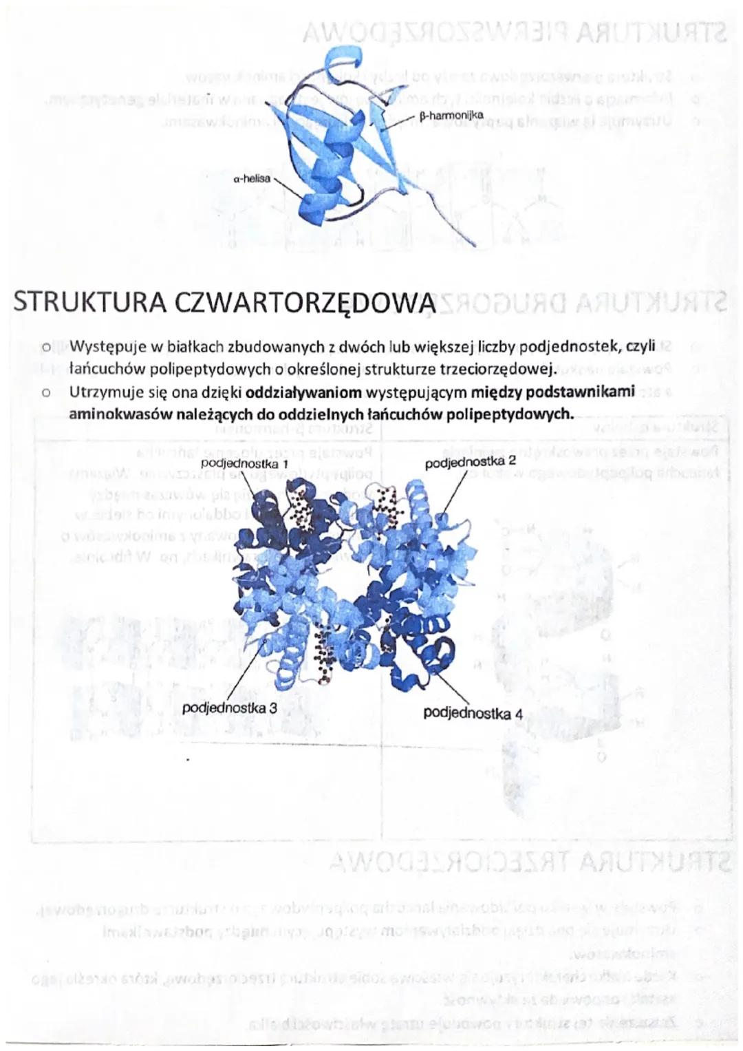STRUKTURA PIERWSZORZĘDOWA
Struktura pierwszorzędowa zależy od liczby i kolejności aminokwasów.
o Informacja o liczbie kolejności tych aminok