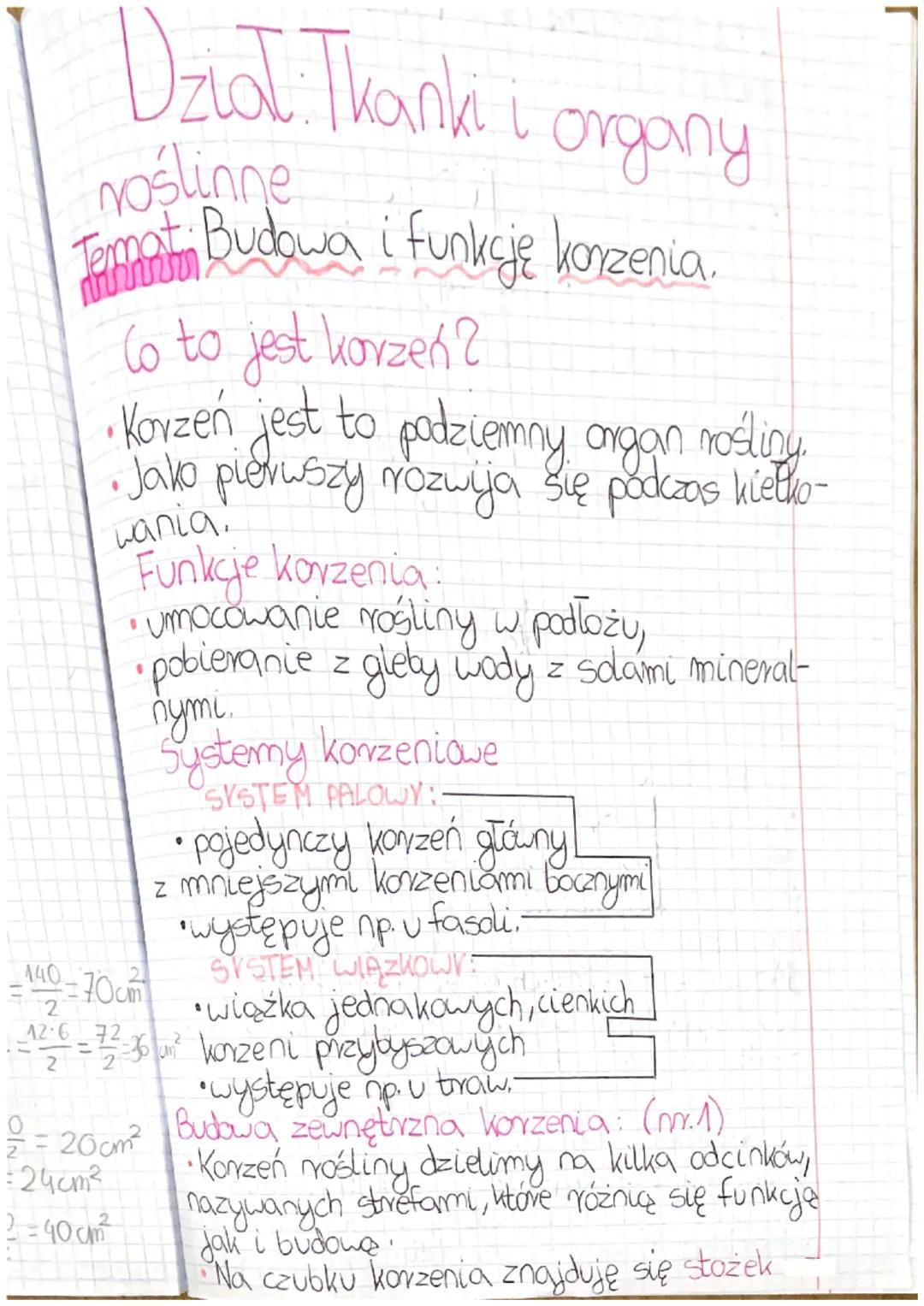 # Dział: Thanki i organy
voślinne
# Jamati Budowa i funkcję korzenia.
Co to jest korzeń?
*   Korzeń jest to podziemny organ rośliny.
*   Jak