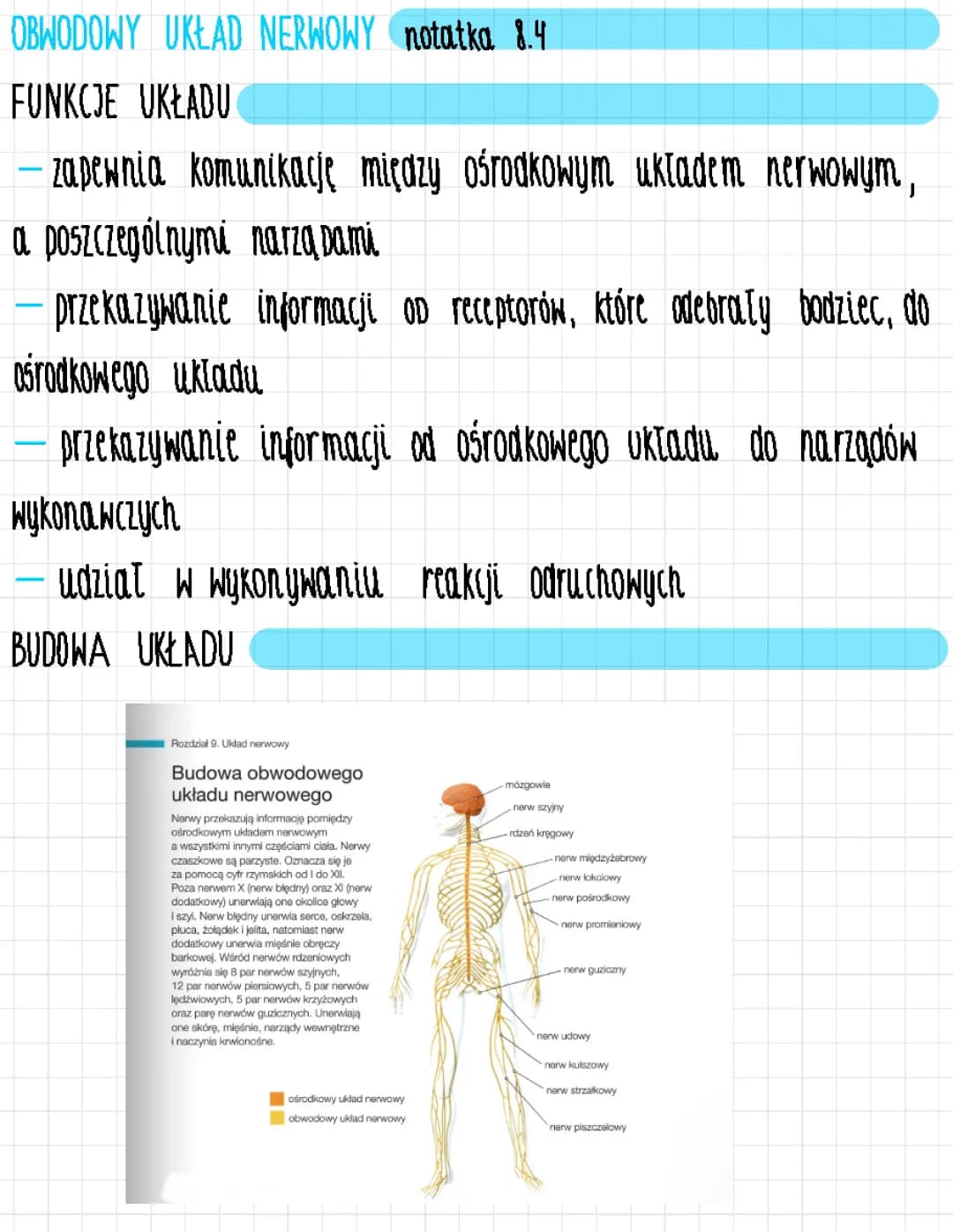 obwodowy układ nerwowy 