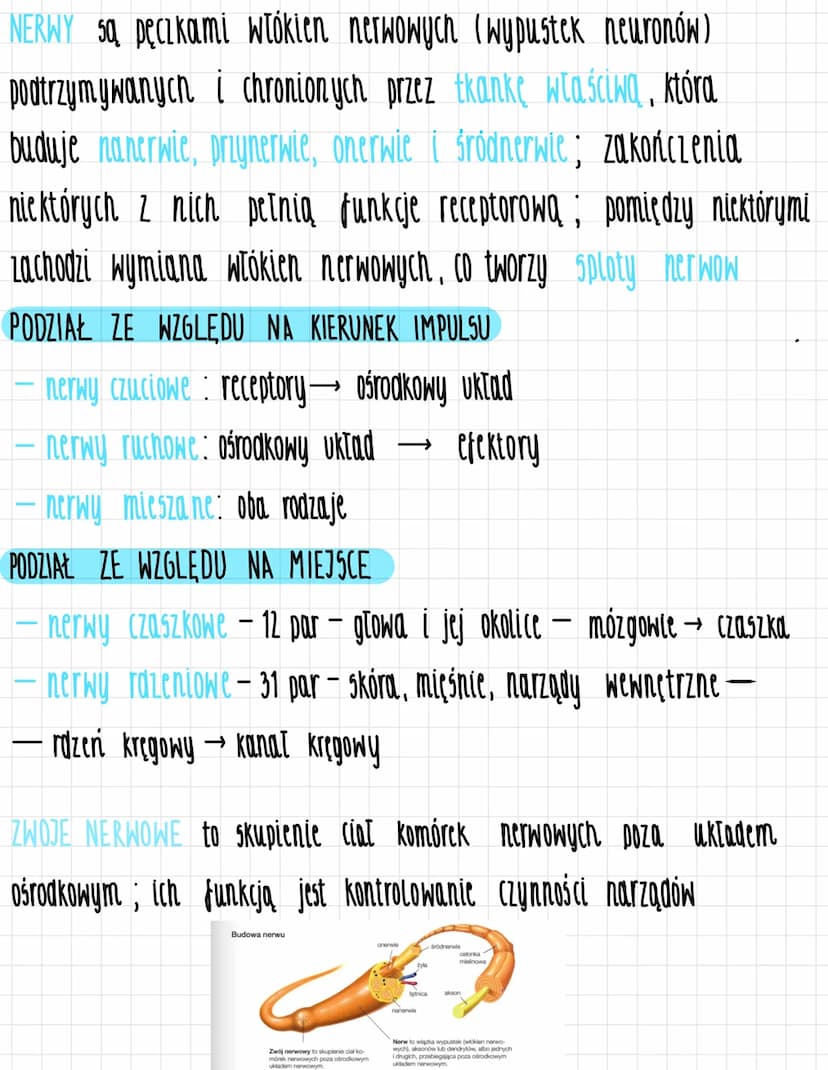 OBWODOWY UKŁAD NERWOWY notatka 8.4
FUNKCJE UKŁADU
zapewnia komunikację między ośrodkowym układem nerwowym,
a poszczególnymi narzą Dami
przek