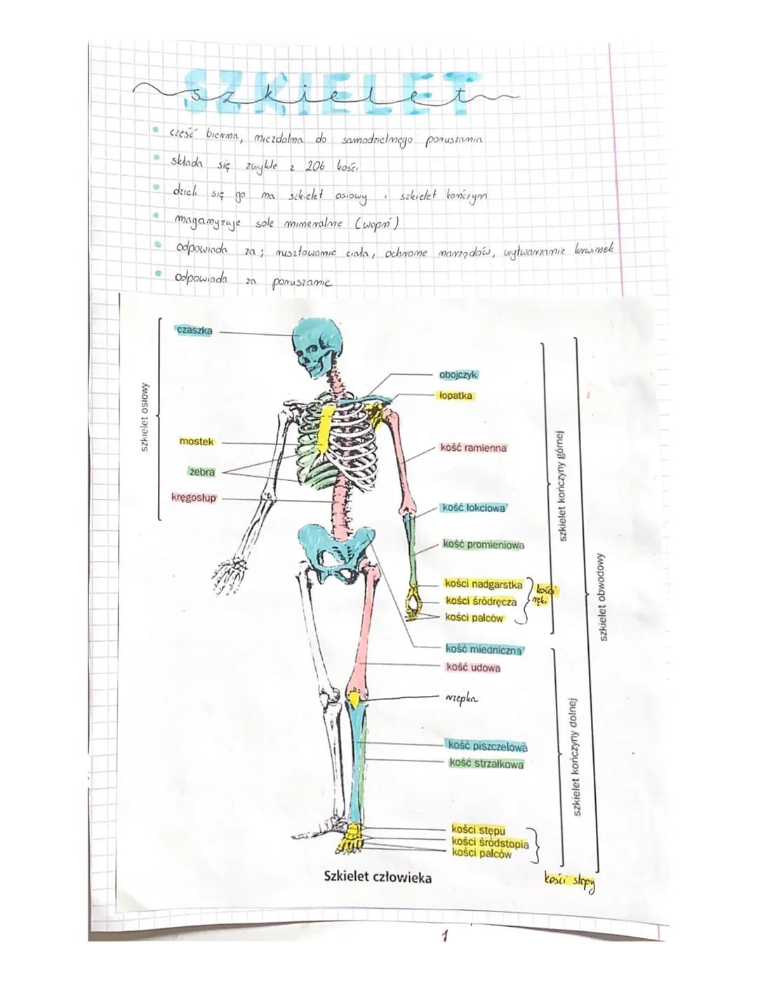 سکلفت همه
szkielet osiowy
• cześć bienma, miezdolma do samodzielnego poruszamia
• składa się zwykle
2 206 kości
dzieli się go
ma szkielet as