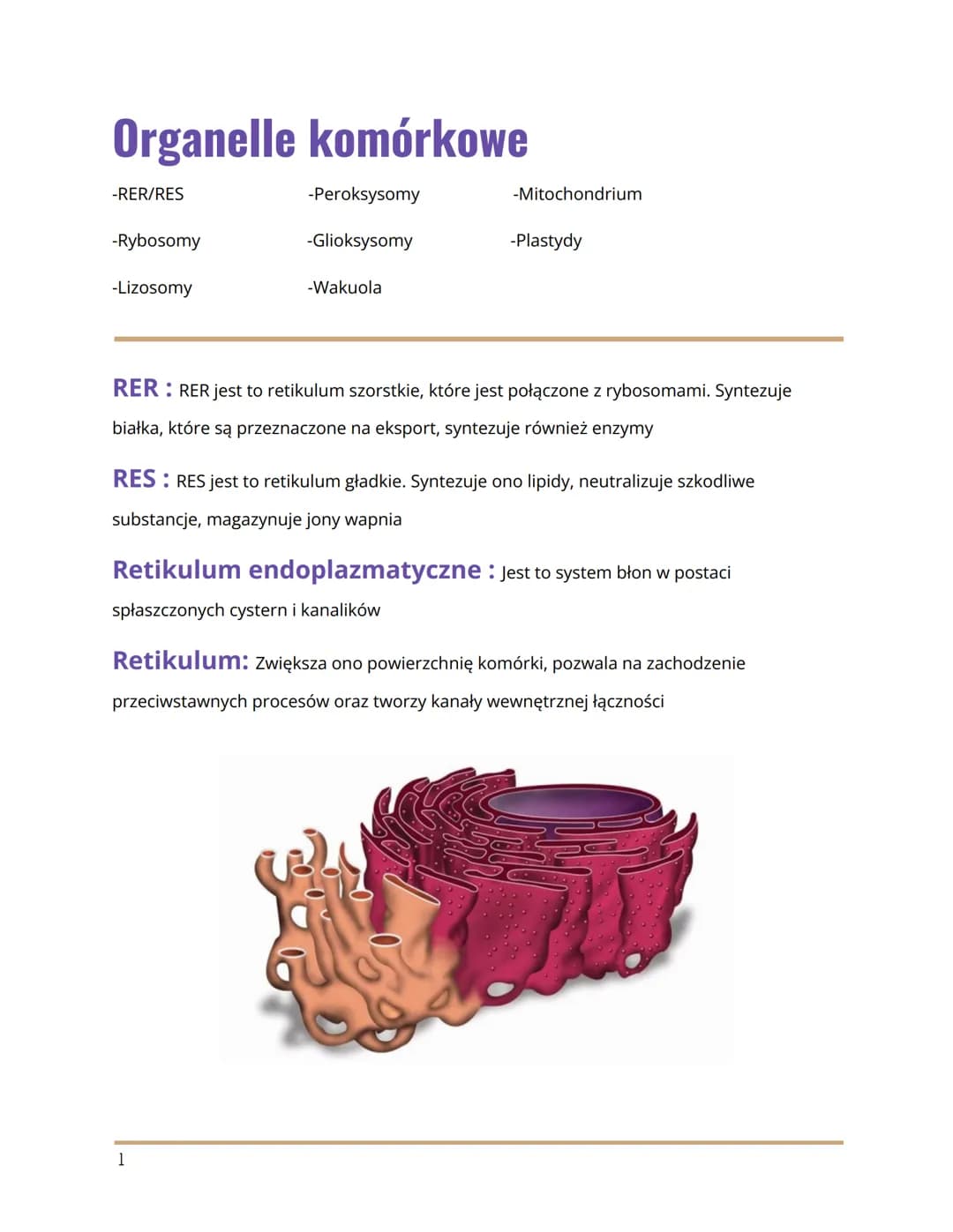 
<h2 id="wymieorganellekomrkowe">Wymień organelle komórkowe</h2>
<p>Organelle komórkowe to:</p>
<ul>
<li>RER/RES</li>
<li>Rybosomy</li>
<li>