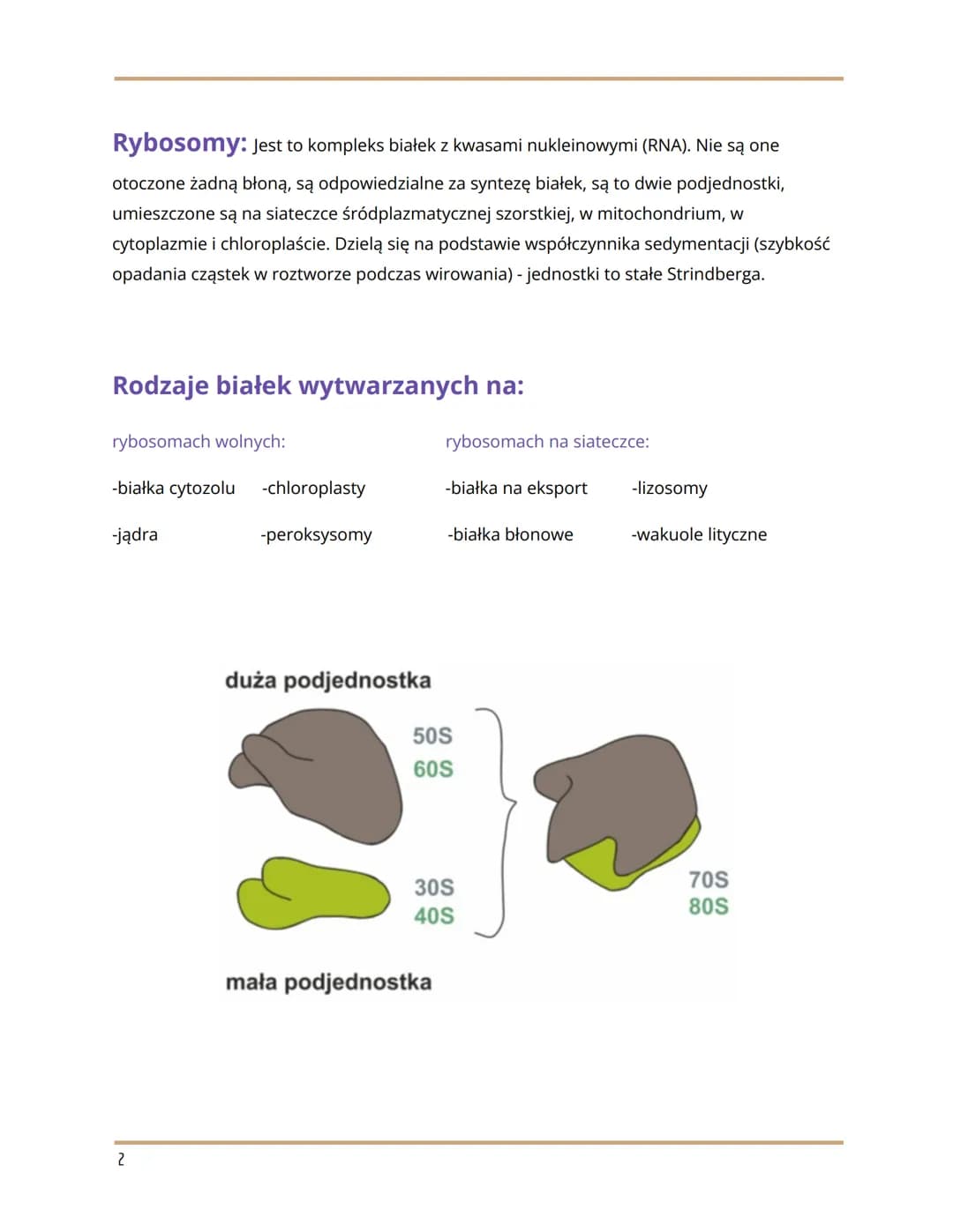 
<h2 id="wymieorganellekomrkowe">Wymień organelle komórkowe</h2>
<p>Organelle komórkowe to:</p>
<ul>
<li>RER/RES</li>
<li>Rybosomy</li>
<li>
