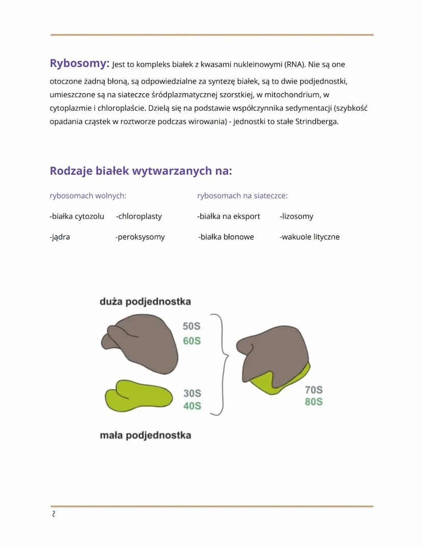 
<h2 id="wymieorganellekomrkowe">Wymień organelle komórkowe</h2>
<p>Organelle komórkowe to:</p>
<ul>
<li>RER/RES</li>
<li>Rybosomy</li>
<li>
