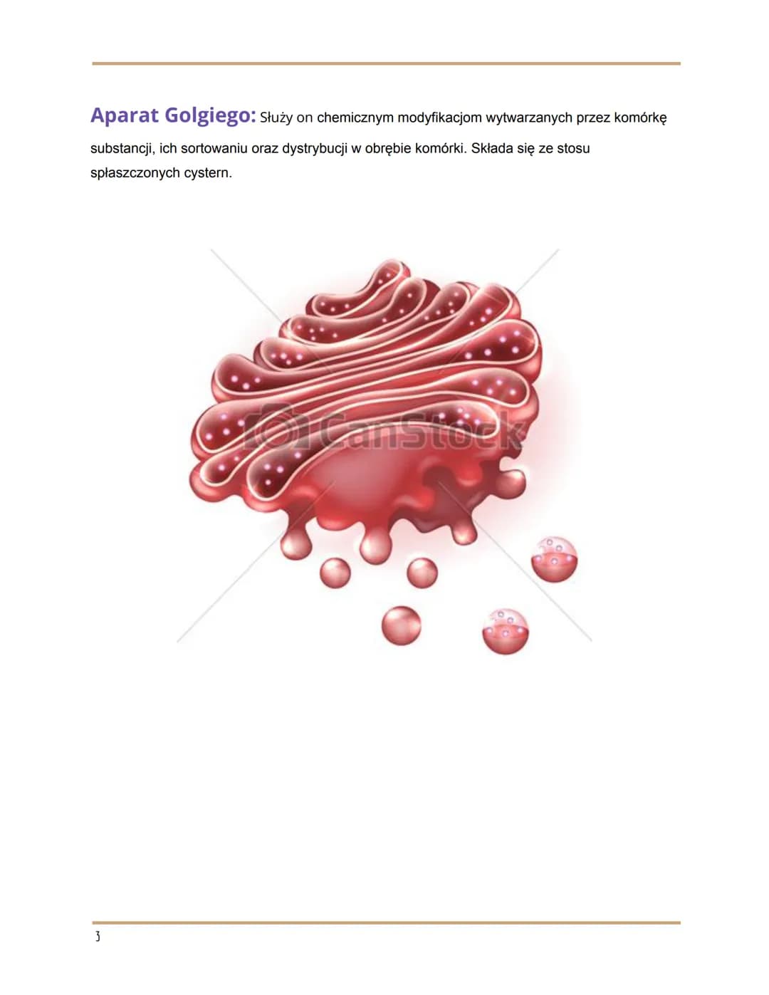 
<h2 id="wymieorganellekomrkowe">Wymień organelle komórkowe</h2>
<p>Organelle komórkowe to:</p>
<ul>
<li>RER/RES</li>
<li>Rybosomy</li>
<li>