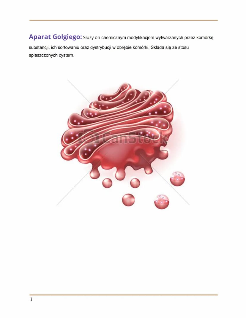 
<h2 id="wymieorganellekomrkowe">Wymień organelle komórkowe</h2>
<p>Organelle komórkowe to:</p>
<ul>
<li>RER/RES</li>
<li>Rybosomy</li>
<li>
