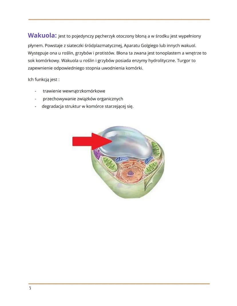 
<h2 id="wymieorganellekomrkowe">Wymień organelle komórkowe</h2>
<p>Organelle komórkowe to:</p>
<ul>
<li>RER/RES</li>
<li>Rybosomy</li>
<li>