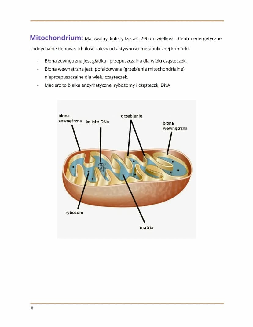 
<h2 id="wymieorganellekomrkowe">Wymień organelle komórkowe</h2>
<p>Organelle komórkowe to:</p>
<ul>
<li>RER/RES</li>
<li>Rybosomy</li>
<li>