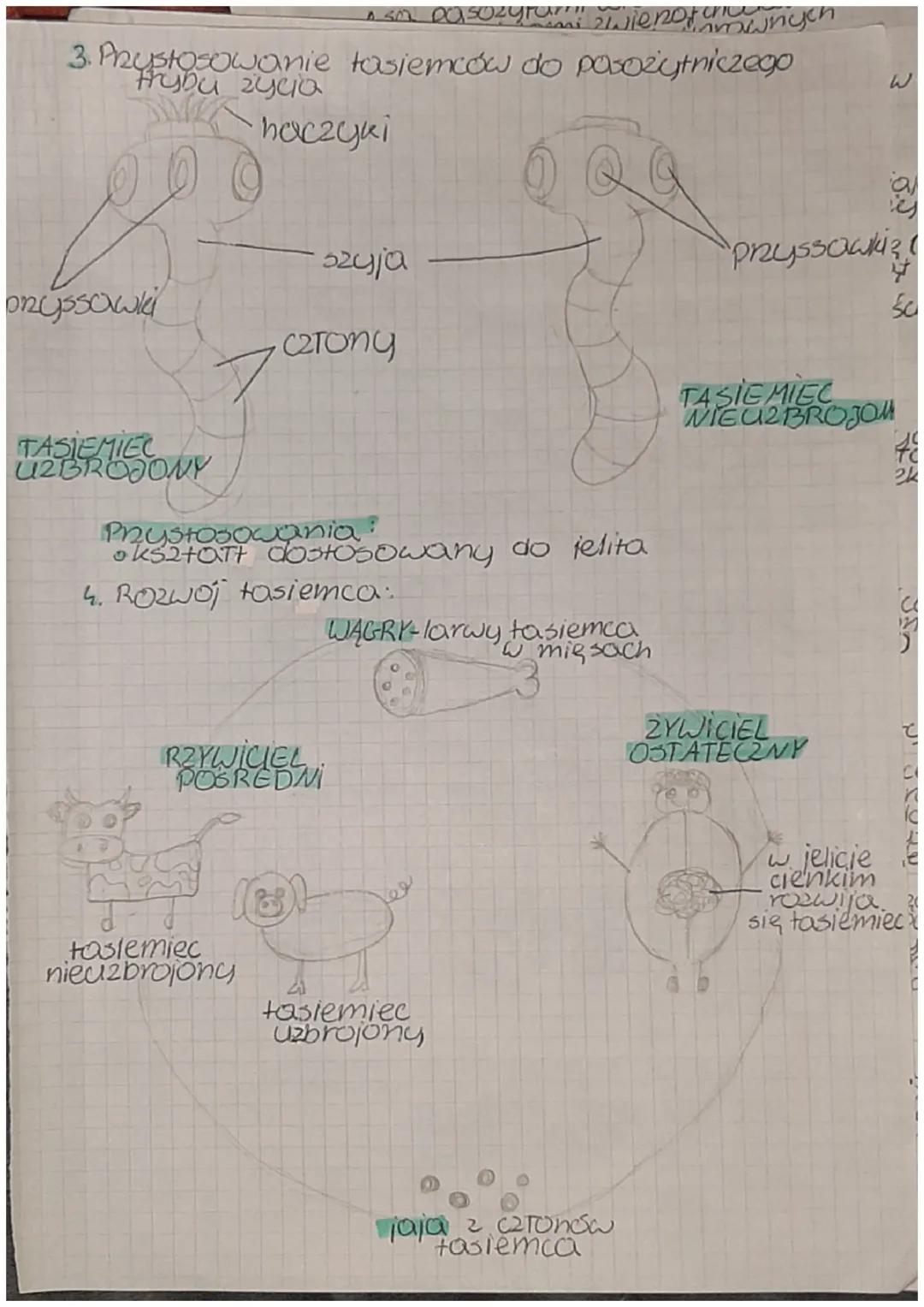 # Biologia

1. Parzydełkowce - najprostsze zwienęta tkankowe

1. Pazudełkowce:
*   so drapieżnikami.
*   posiadają komórki parzydeткоше
*   