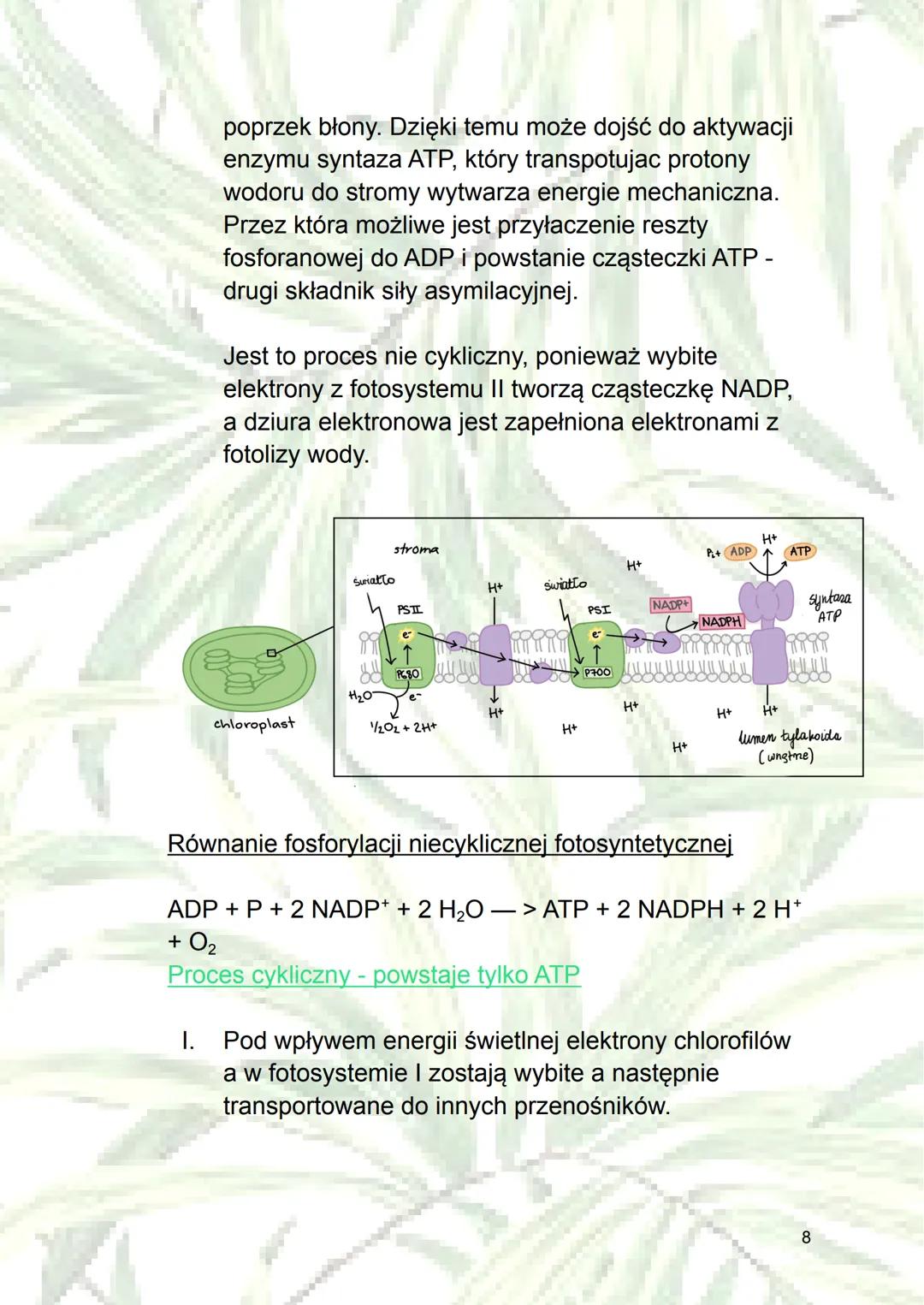 Fotosynteza
1. Autotrofizm - samodzielne wytwarzanie sobie
składników odżywczych (z związków
nieorganicznych do organicznych); rodzaj
odżywi