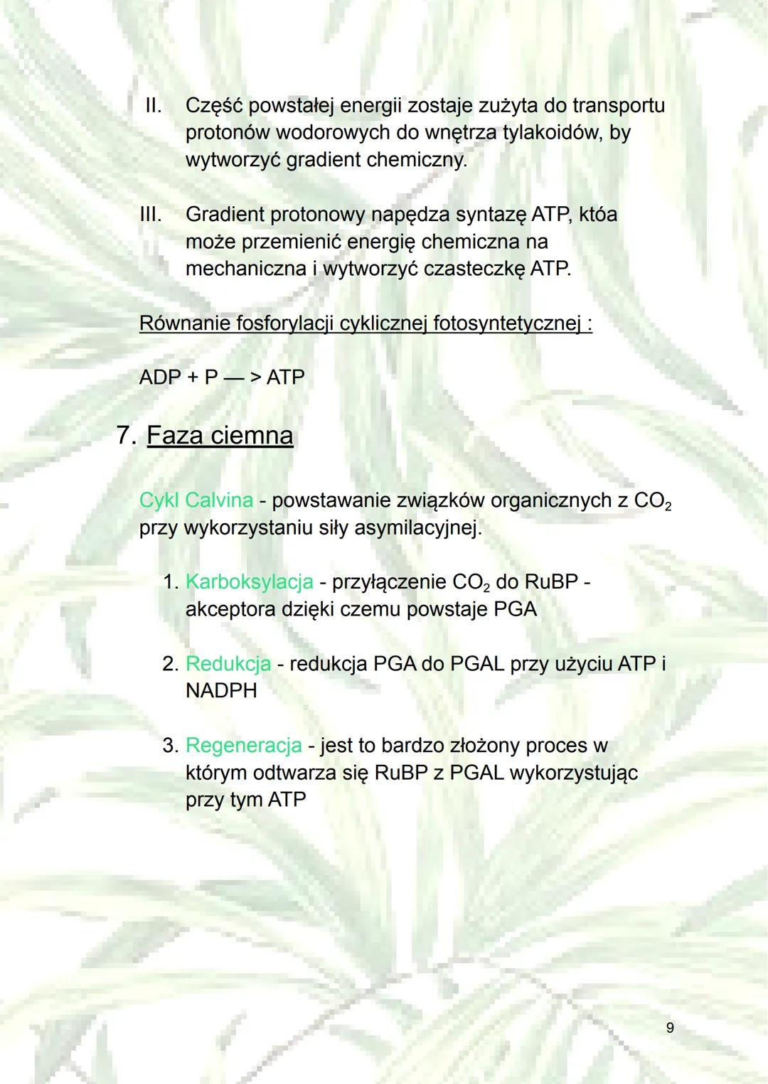 Fotosynteza
1. Autotrofizm - samodzielne wytwarzanie sobie
składników odżywczych (z związków
nieorganicznych do organicznych); rodzaj
odżywi