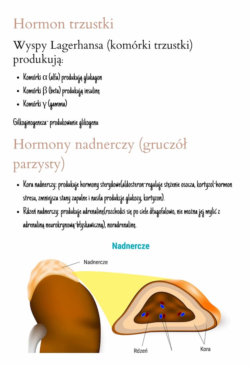 Układ hormonalny
Jest on zbudowany z gruczołów dokrewnych
Hormony- zmieniają aktywność komórek, są produkowane przez wszystkie komórki.
Insu