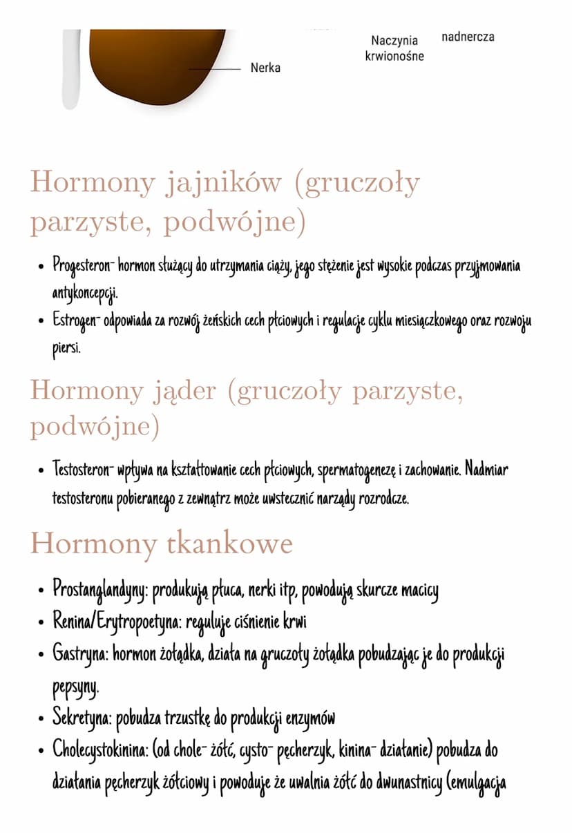Układ hormonalny
Jest on zbudowany z gruczołów dokrewnych
Hormony- zmieniają aktywność komórek, są produkowane przez wszystkie komórki.
Insu