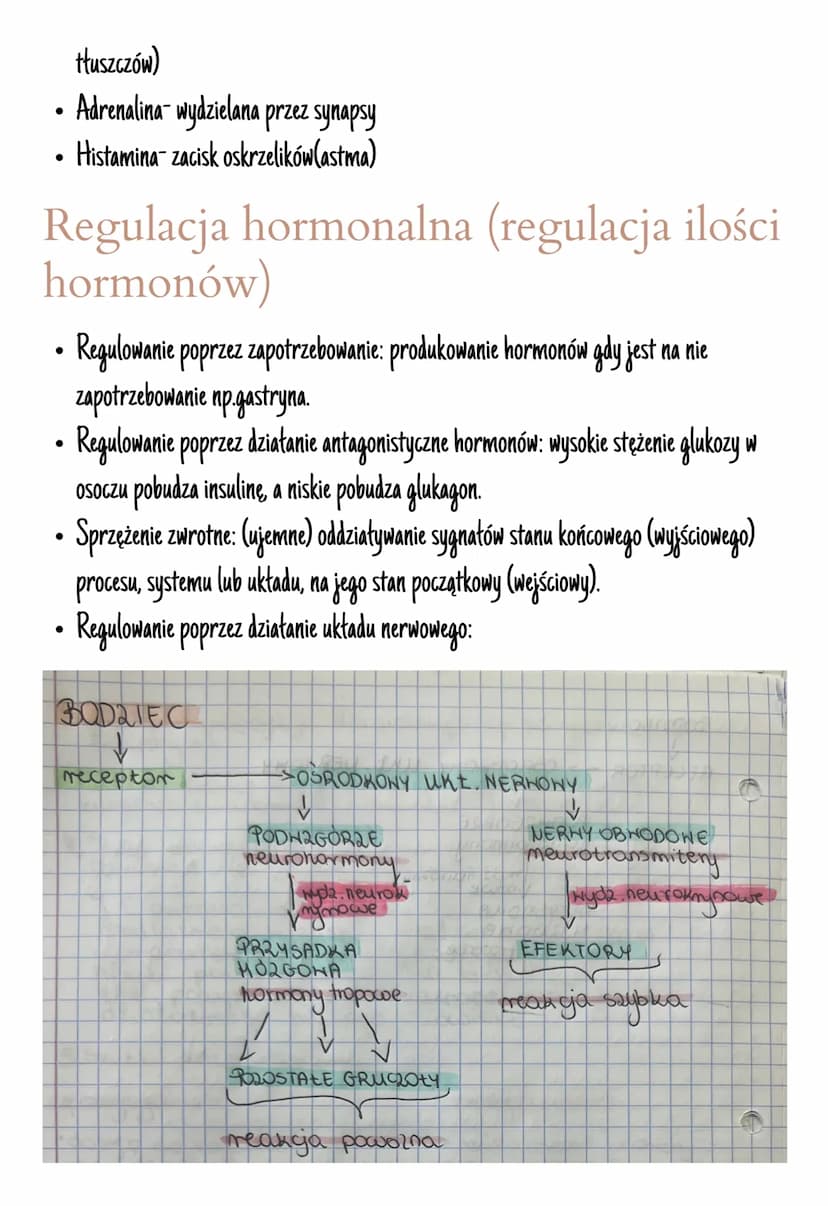 Układ hormonalny
Jest on zbudowany z gruczołów dokrewnych
Hormony- zmieniają aktywność komórek, są produkowane przez wszystkie komórki.
Insu