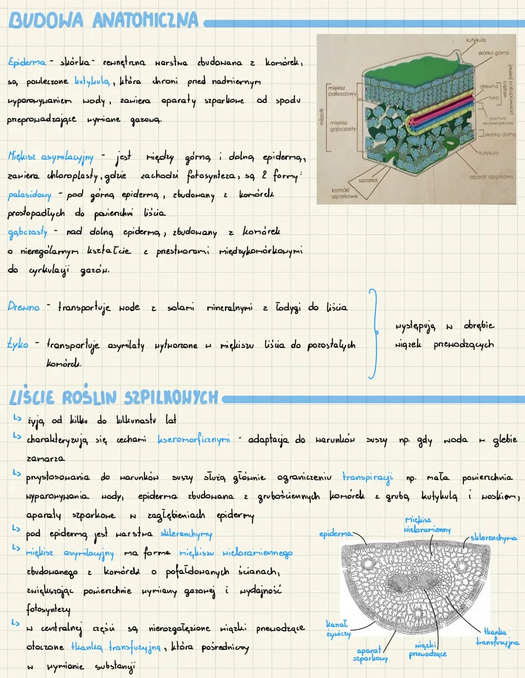 دا
دا
to
organy
L>
wegetatywne, które wchodzą w
N procesie fotosyntezy
L> wytwarzają, związki organicne
L> prowadza, transpiracje - wyparowy