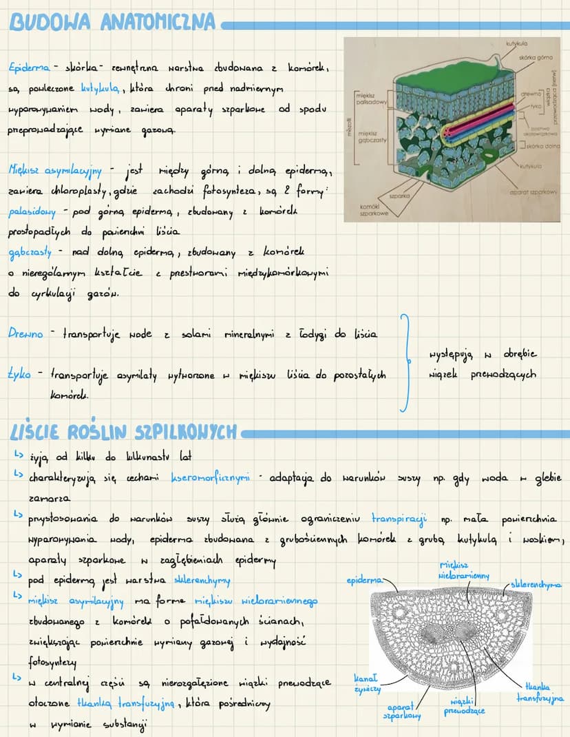 دا
دا
to
organy
L>
wegetatywne, które wchodzą w
N procesie fotosyntezy
L> wytwarzają, związki organicne
L> prowadza, transpiracje - wyparowy