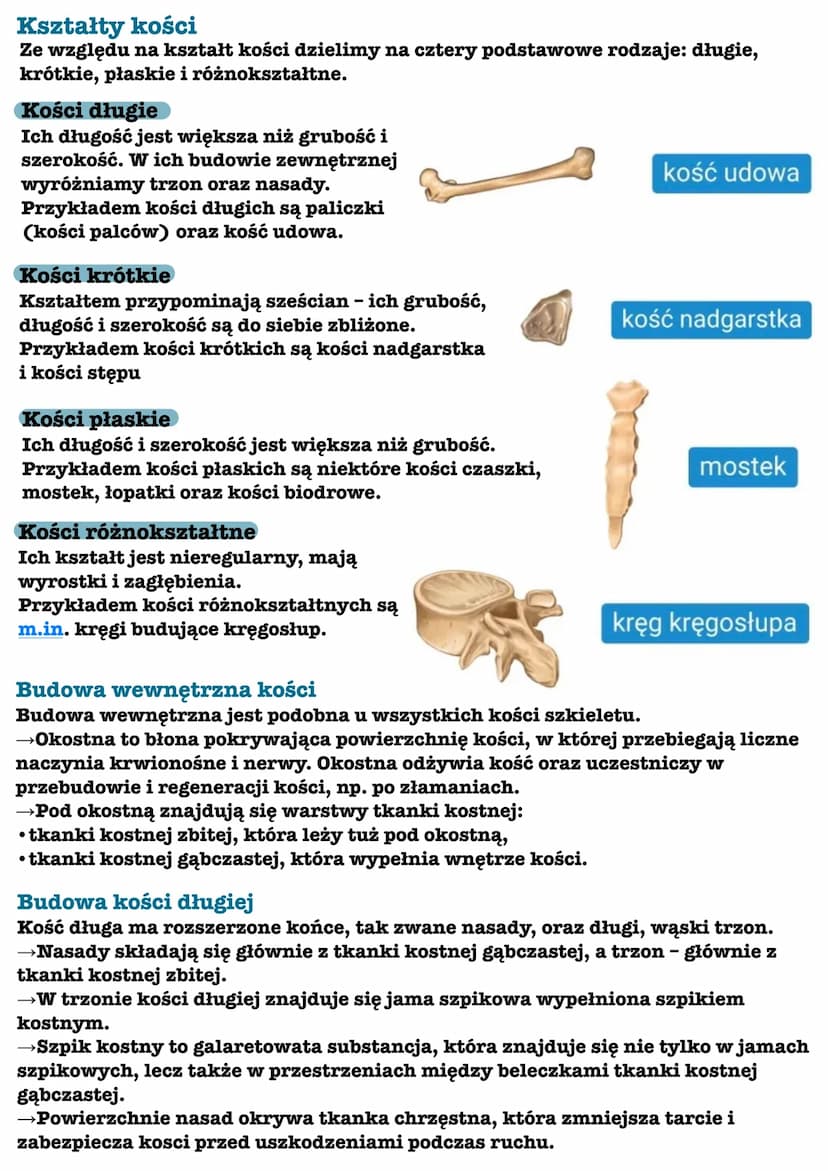 Układ szkieletowy - ogólna budowa
i funkcie
Układ ruchu
Układ szkieletowy jest częścią układu ruchu.
Oprócz niego tworzy go jeszcze układ
mi
