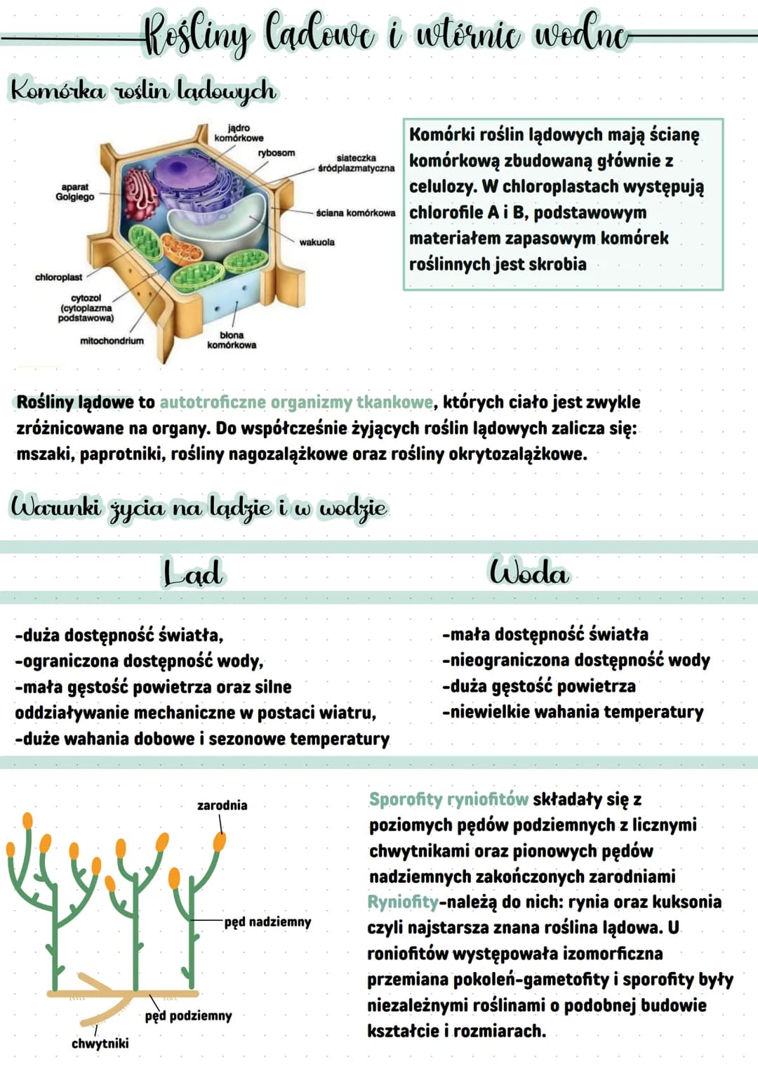 Komórka roślin lądowych
jądro
komórkowe
aparat
Golgiego
chloroplast
cytozol
(cytoplazma
podstawowa)
Rośliny Cadowe i wtórnic wedno
mitochond