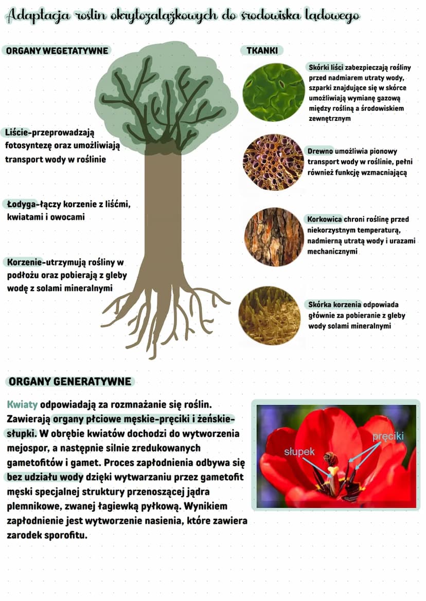 Komórka roślin lądowych
jądro
komórkowe
aparat
Golgiego
chloroplast
cytozol
(cytoplazma
podstawowa)
Rośliny Cadowe i wtórnic wedno
mitochond
