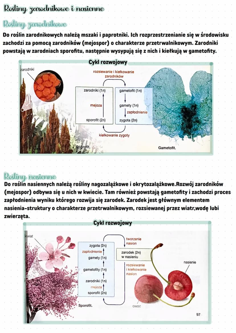 Komórka roślin lądowych
jądro
komórkowe
aparat
Golgiego
chloroplast
cytozol
(cytoplazma
podstawowa)
Rośliny Cadowe i wtórnic wedno
mitochond