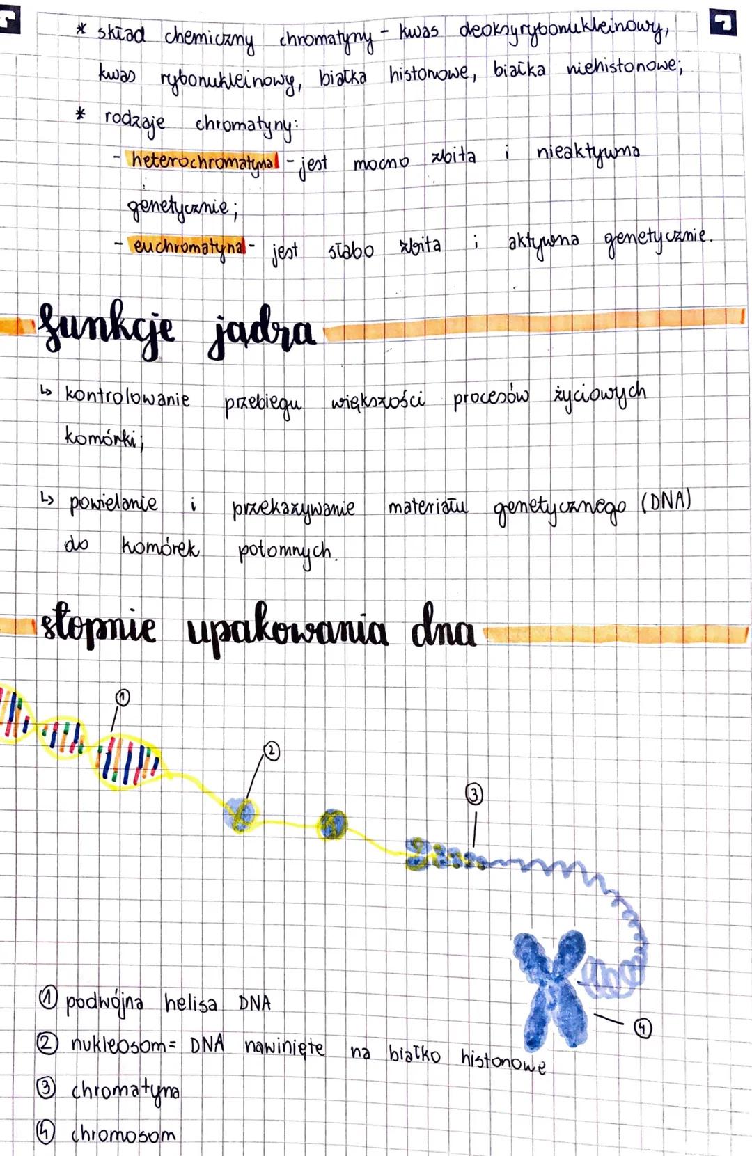 KOMÓRKA
Komórka - to najmniejsza jednostka strukturalna organizmu, zdolna
do wykonywania czynności życiowych.
Stosunek powierzchni do objęto