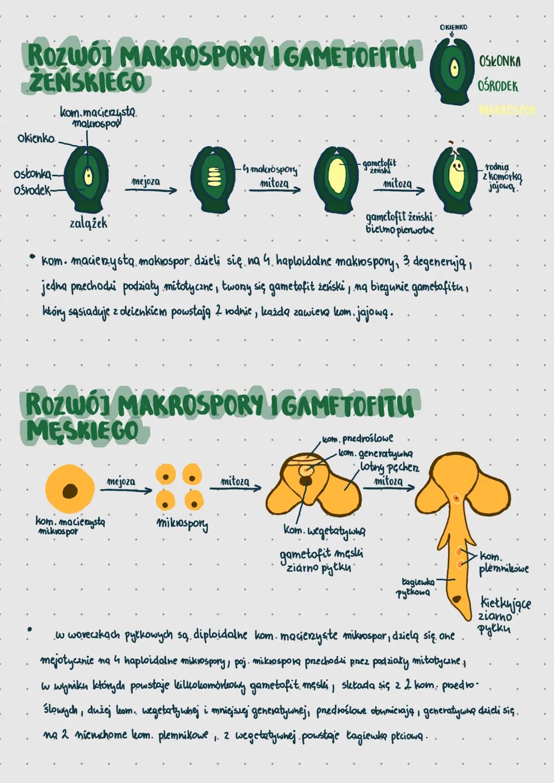 MNAGONASIENNEM
CECHY ROŚLIN NASIENNYCH
SPOROFIT
• wytwarzanie nasion o charakterze prze-
trwalnikowym (okrytych sporopolening).
• dominuje w