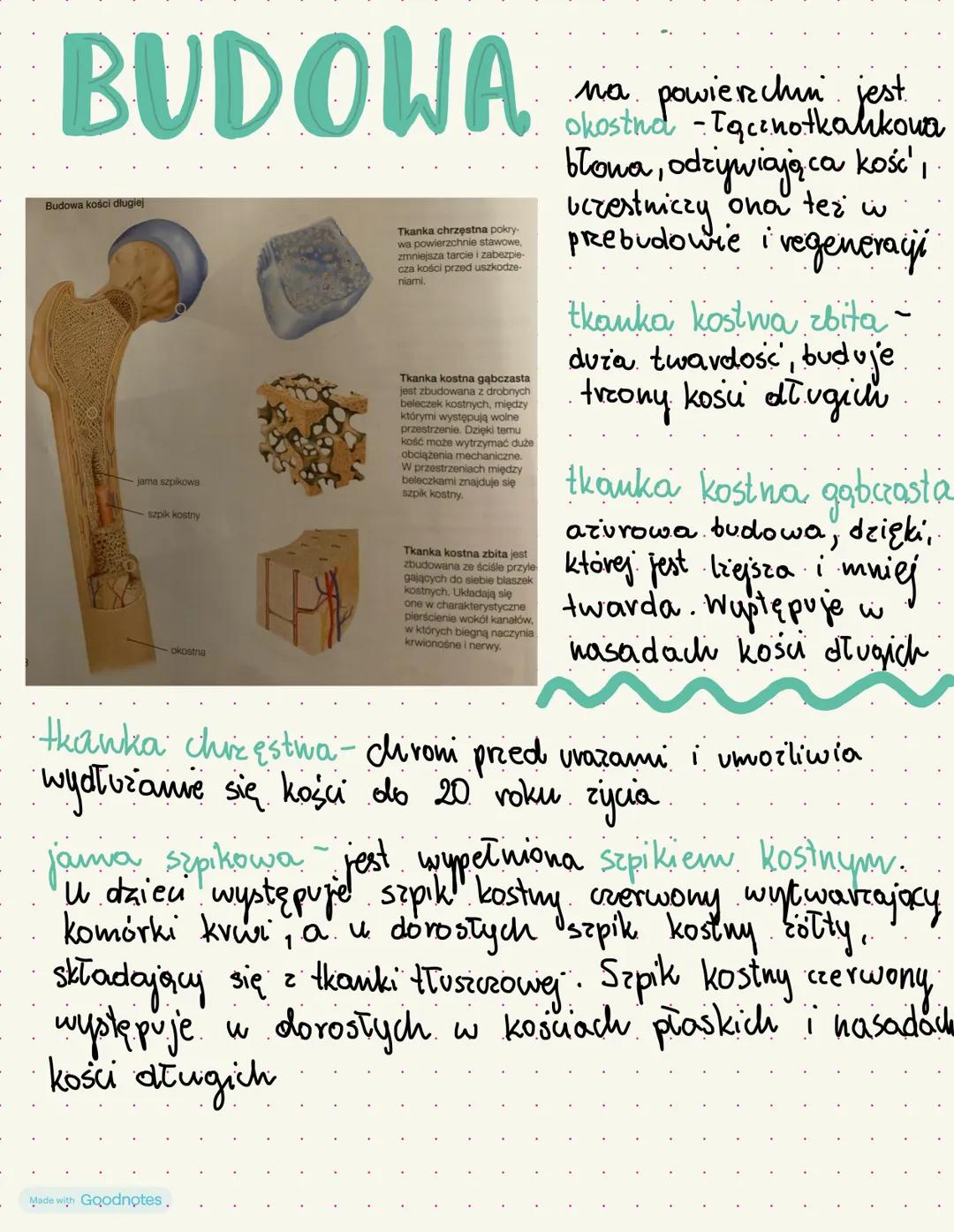 Budowa Szkieletu i Jego Funkcje
