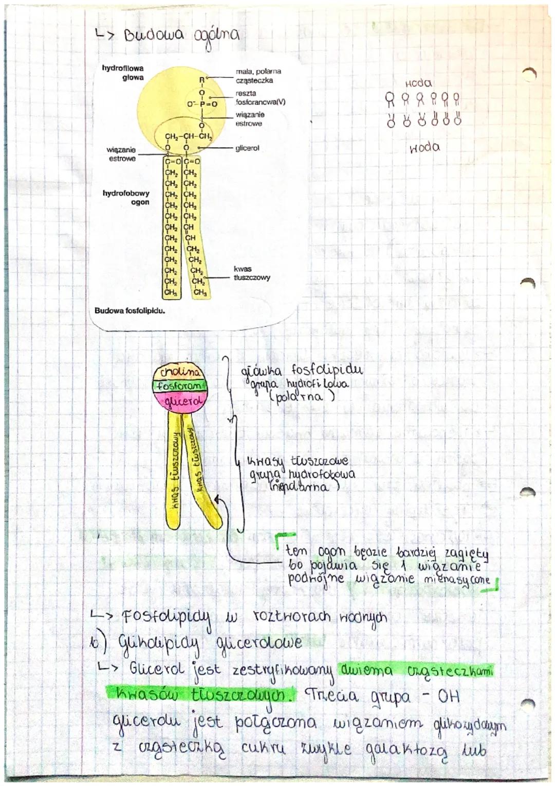 # BUDOWA I FUNKCJE
ZIPIDOW

1. Lipidy (tłuszcze)
a) Budowa chomiczna
> zbudowane z węgla, wodoru, tlonu a nichtóre
z nich dodatkowo z arotu 