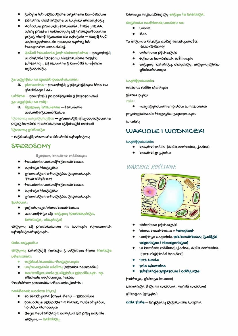 LIZOSOMY, PEROKSYSOMY I WAKUOLE
organella o budowie obłonionego pęcherzyka
LIZOSOMY
występowanie:
● komórki zwierzęce
komórki protistów zwie