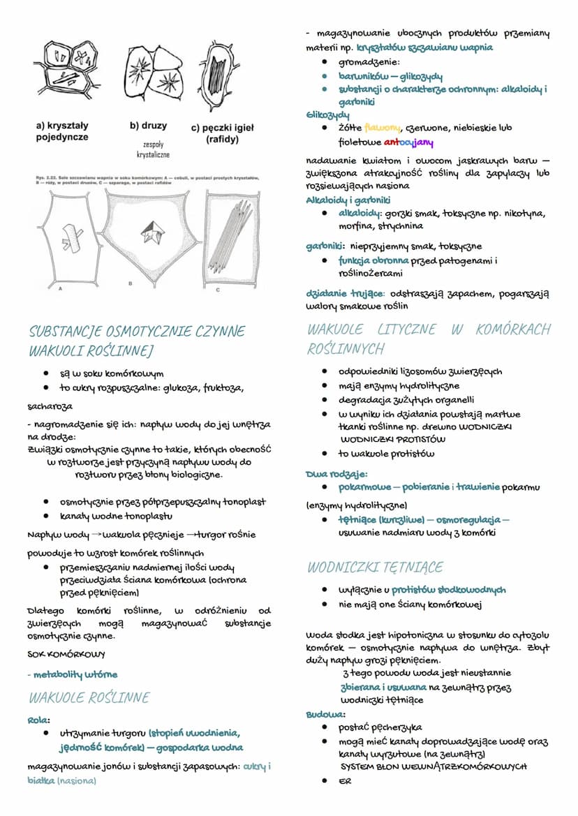 LIZOSOMY, PEROKSYSOMY I WAKUOLE
organella o budowie obłonionego pęcherzyka
LIZOSOMY
występowanie:
● komórki zwierzęce
komórki protistów zwie