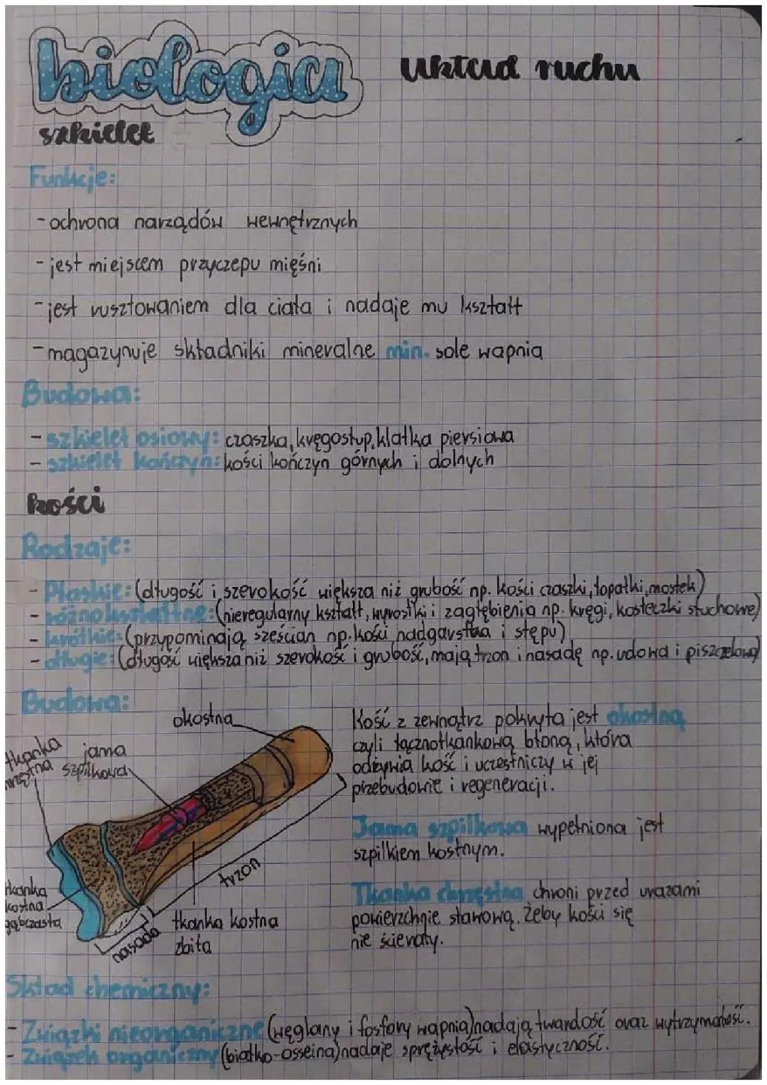 Układ Ruchu - Kluczowe Informacje 🌟