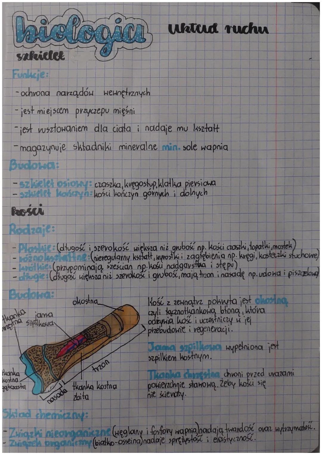biologia
sakielet
Funkcje:
-ochrona narządów wewnętrznych
- jest miejscem przyczepu mięśni
-jest vusztowaniem dla ciata i nadaje mu ksztatt
