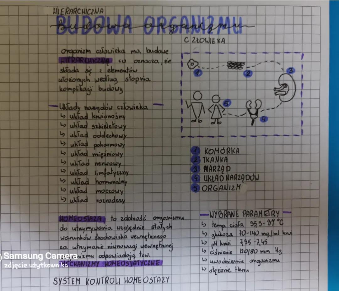 Hierarchiczna budowa i układy organizmu człowieka - notatka i ćwiczenia dla klasy 7