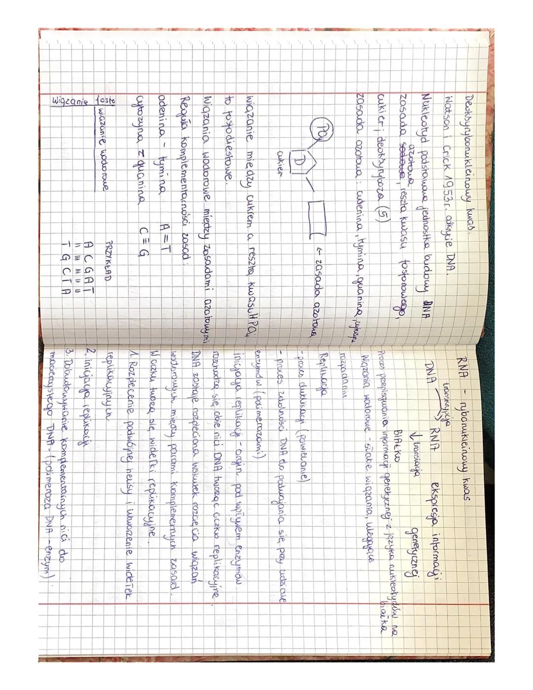 Budowa i funkcje kwasów nukleinowych
1. Budowa i funkcje DNA.
2. Znaczenie replikagi DNA
3. Budowa i funkcje RNA:
- mRNIZ
- tRNA
- TRNA
4. P