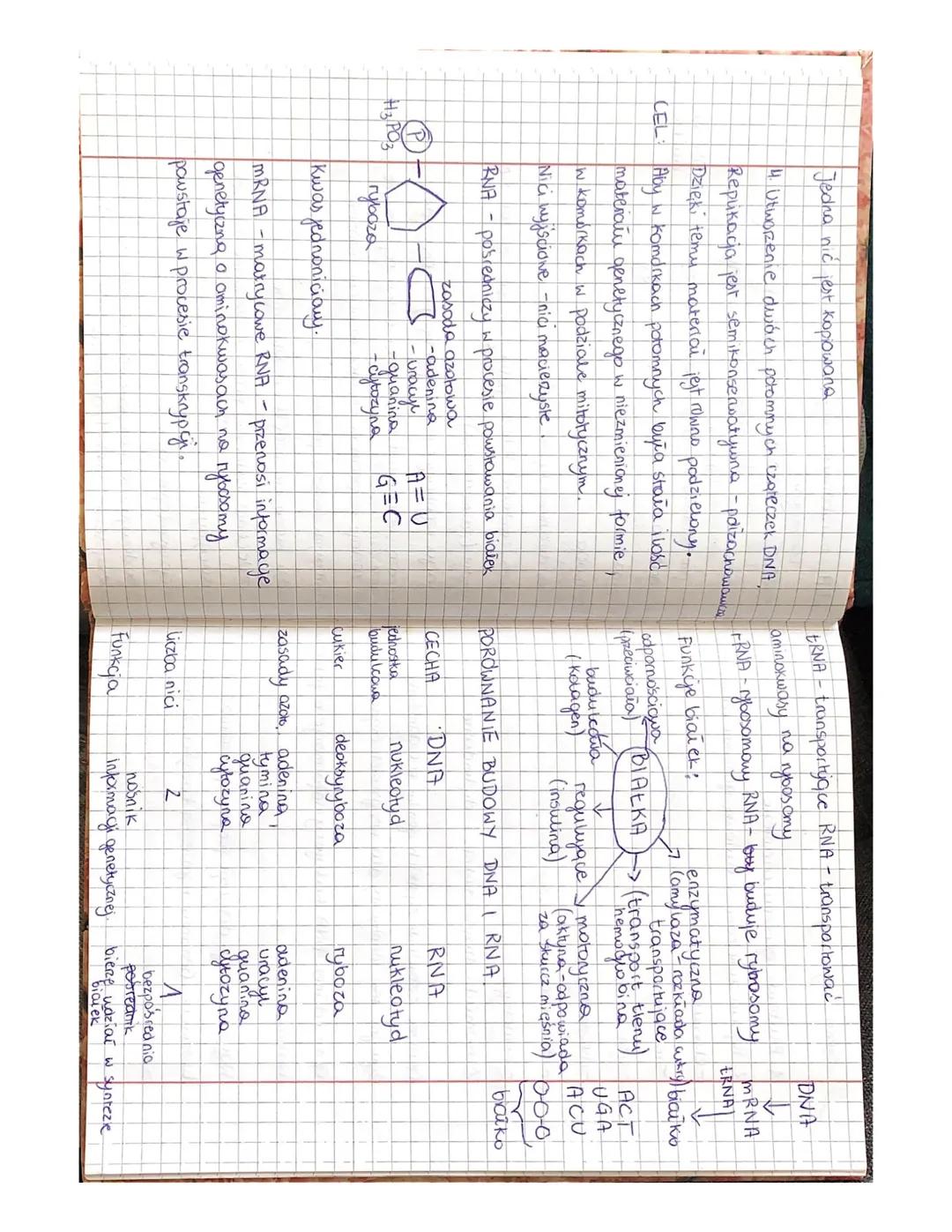 Budowa i funkcje kwasów nukleinowych
1. Budowa i funkcje DNA.
2. Znaczenie replikagi DNA
3. Budowa i funkcje RNA:
- mRNIZ
- tRNA
- TRNA
4. P