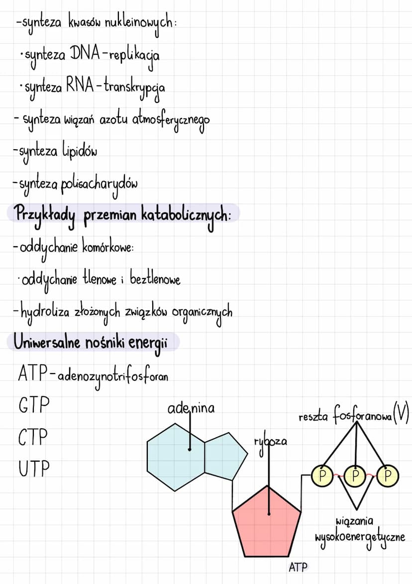 Podstawowe zasady metabolizmu
Metabolizm i jego kierunki
Metabolizm-całość przemian chemicznych i energetycznych komórki
Kierunki przemian m