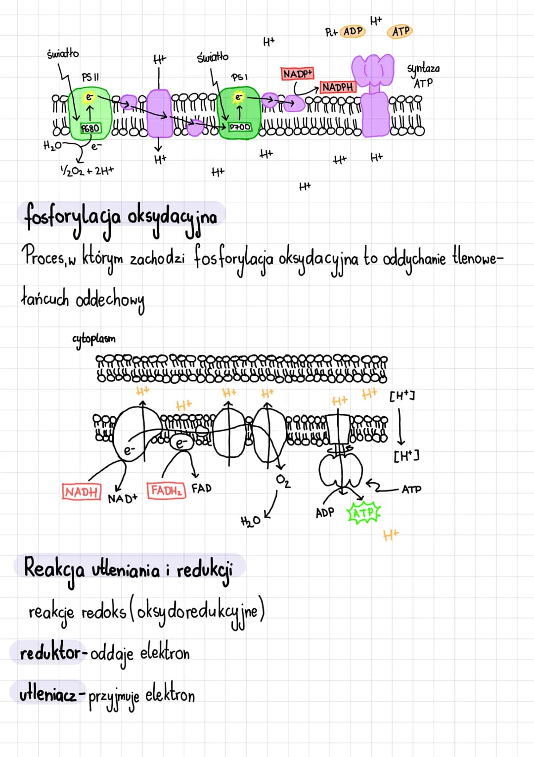 Podstawowe zasady metabolizmu
Metabolizm i jego kierunki
Metabolizm-całość przemian chemicznych i energetycznych komórki
Kierunki przemian m
