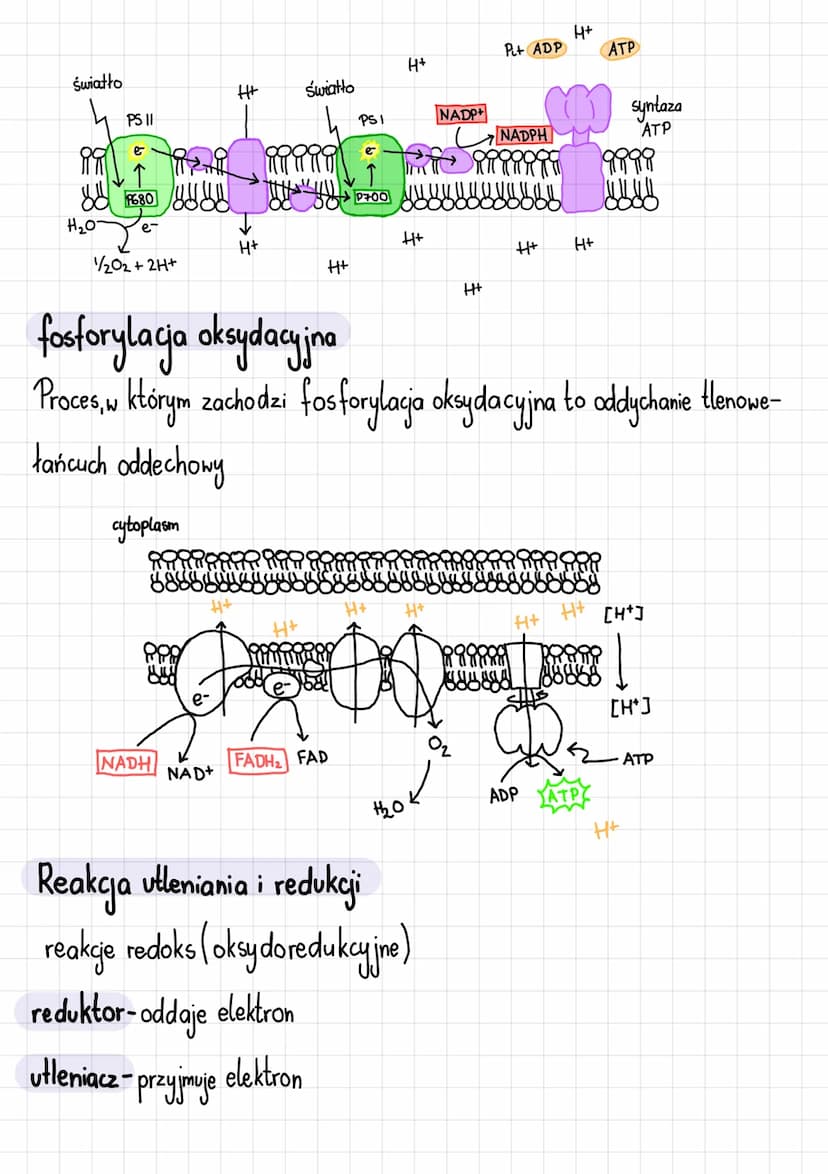 Podstawowe zasady metabolizmu
Metabolizm i jego kierunki
Metabolizm-całość przemian chemicznych i energetycznych komórki
Kierunki przemian m