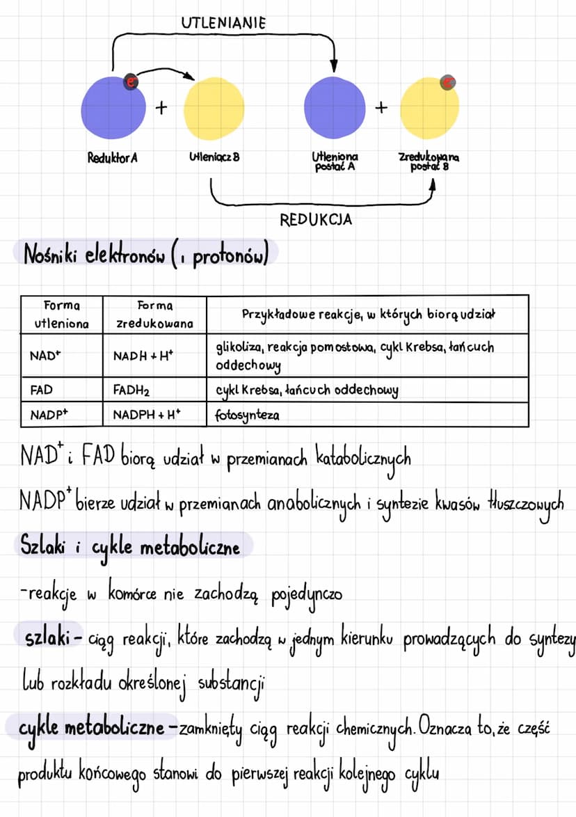 Podstawowe zasady metabolizmu
Metabolizm i jego kierunki
Metabolizm-całość przemian chemicznych i energetycznych komórki
Kierunki przemian m