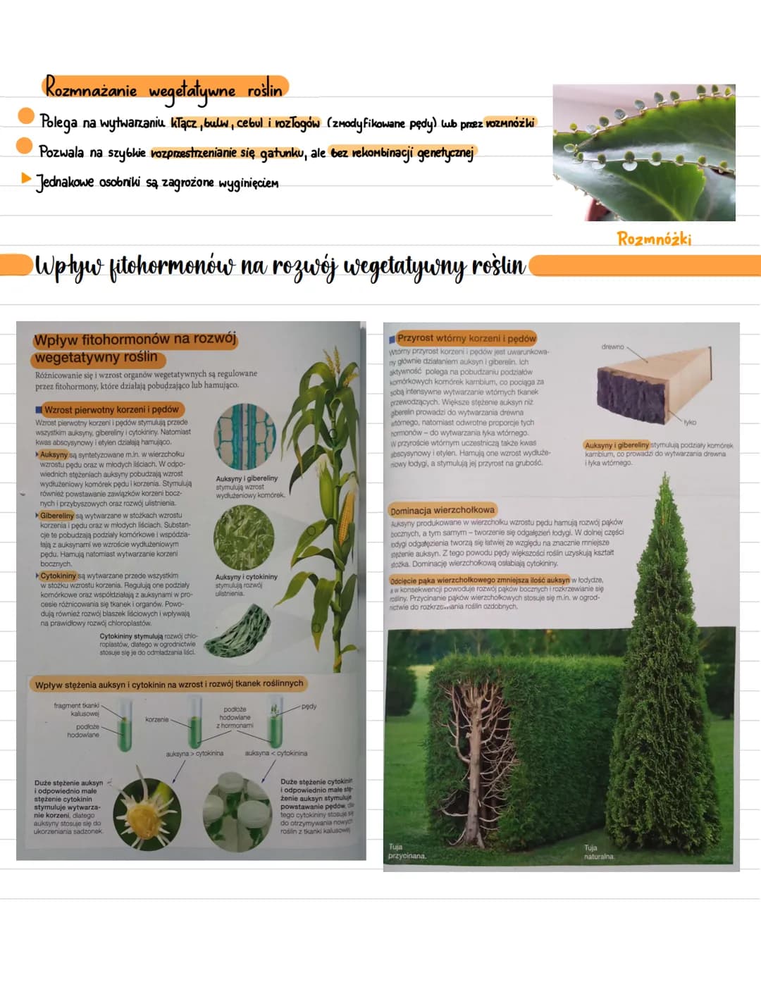 Rozwój wegetatywny i generatywny
Rozwój wegetatywny - związany ze wzrostem i rozwojem rośliny
Rozwój generatywny - wykształcanie kwiatów
Roz