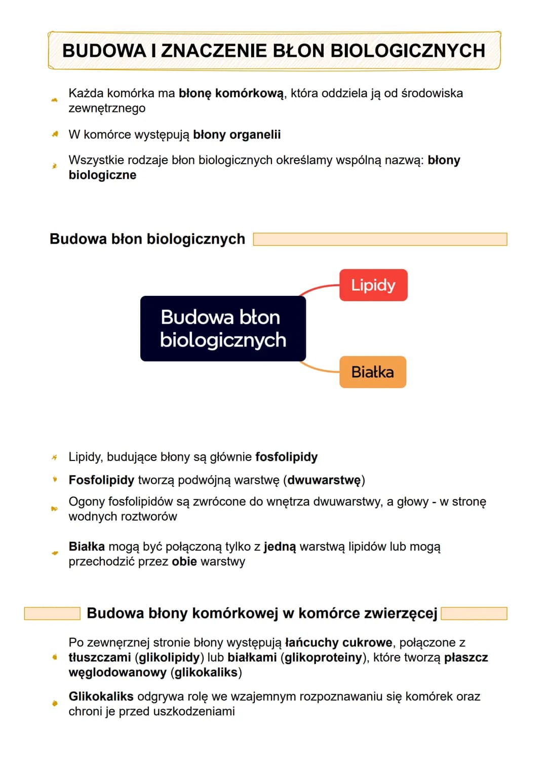 BUDOWA I ZNACZENIE BŁON BIOLOGICZNYCH
Każda komórka ma błonę komórkową, która oddziela ją od środowiska
zewnętrznego
W komórce występują bło