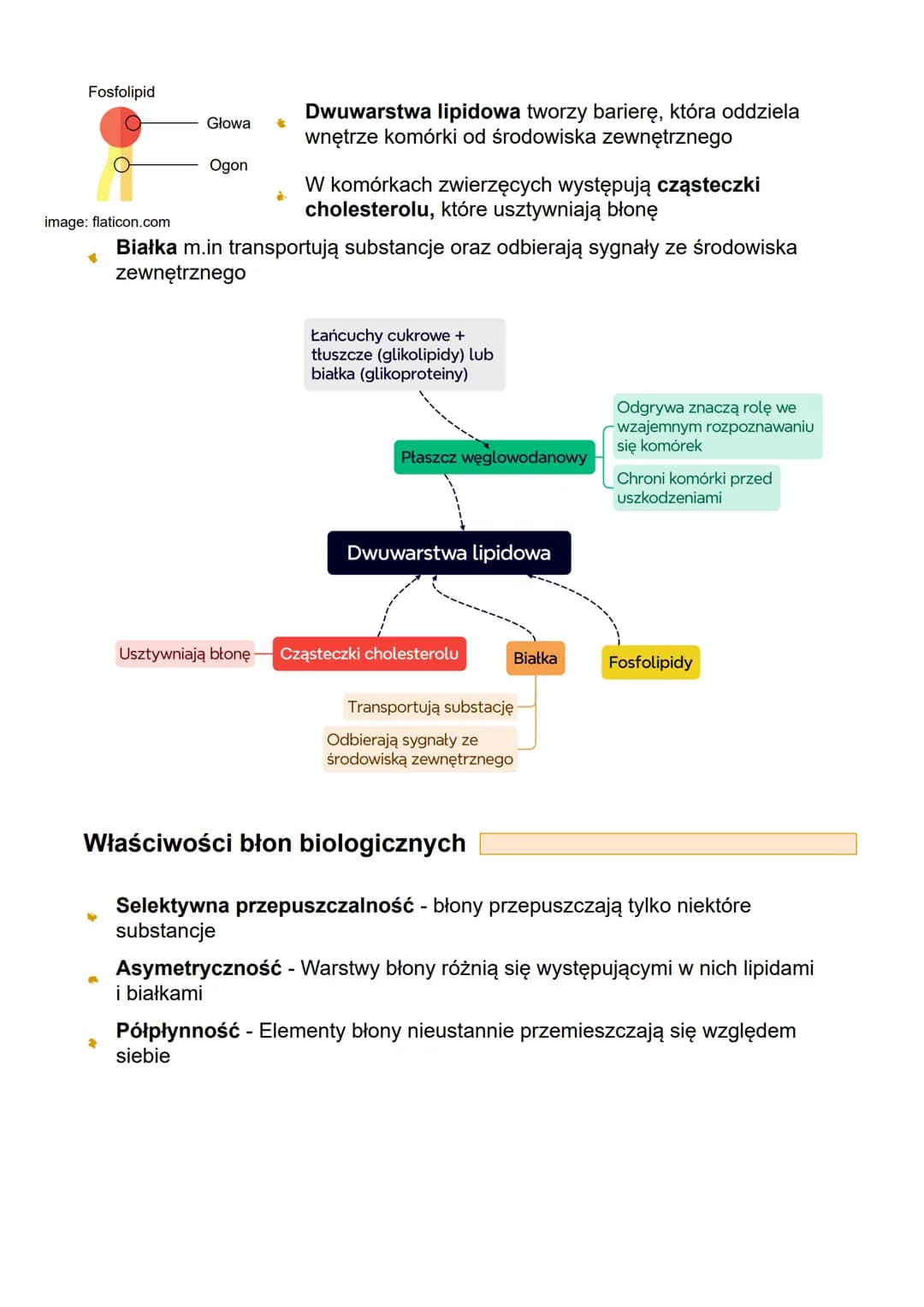 BUDOWA I ZNACZENIE BŁON BIOLOGICZNYCH
Każda komórka ma błonę komórkową, która oddziela ją od środowiska
zewnętrznego
W komórce występują bło