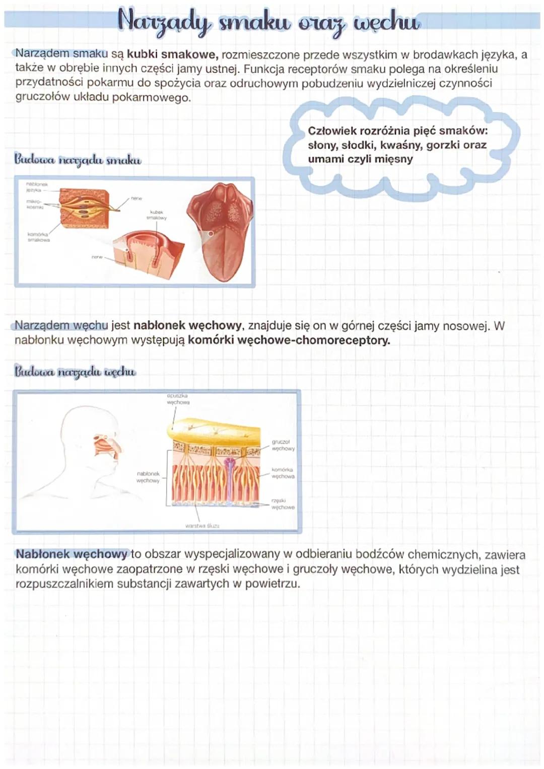 # Narządy smaku oraz wechu

Narządem smaku są kubki smakowe, rozmieszczone przede wszystkim w brodawkach języka, a
także w obrębie innych cz